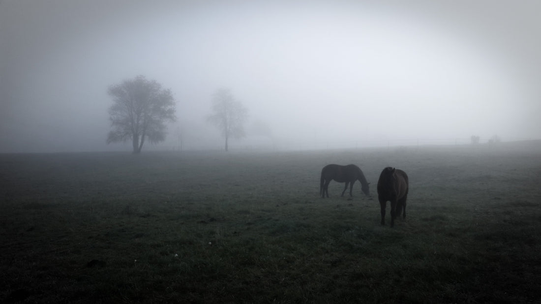 black and white photo of 2 horses grazing in a fogy pasture