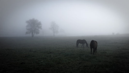 black and white photo of 2 horses grazing in a fogy pasture