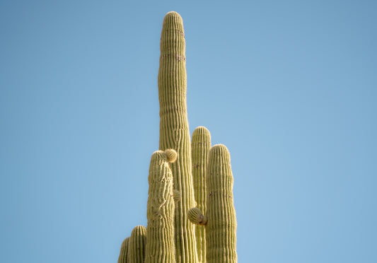 a tall cactus with a sky background