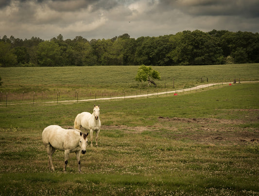 Two white horses graze in a green field.