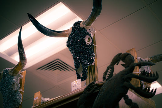 Decorated skulls with horns on display