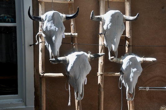 Four white bull skulls mounted on a wooden wall.